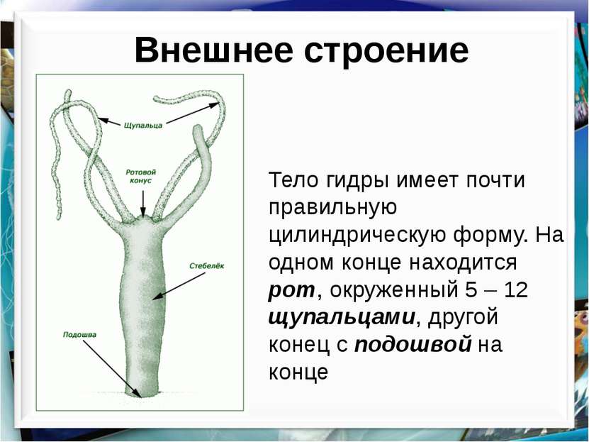 Рабочее зеркало мега